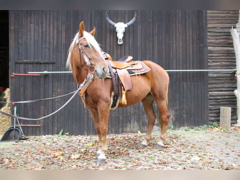 Mustang (american) Mare 11 years 15,1 hh Palomino in Betteldorf