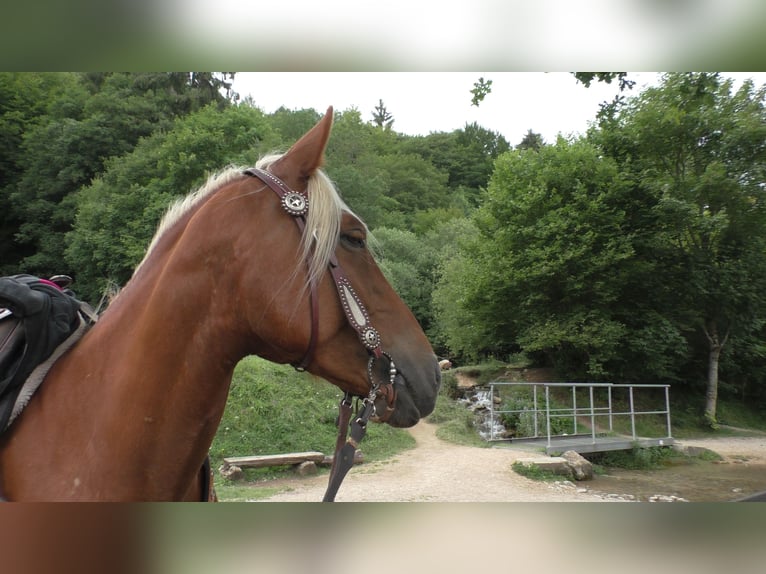 Mustang (american) Mare 11 years 15,1 hh Palomino in Betteldorf