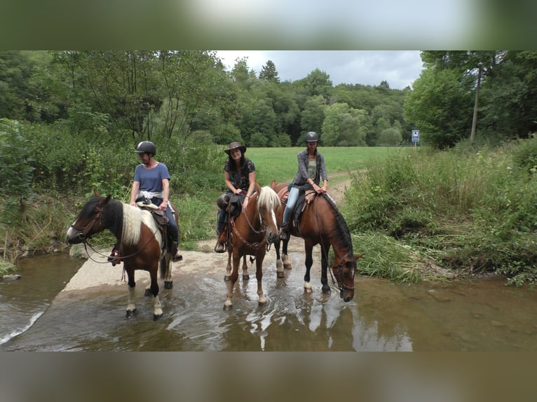 Mustang (american) Mare 11 years 15,1 hh Palomino in Betteldorf