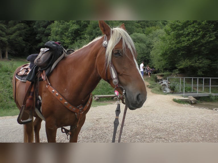 Mustang (american) Mare 11 years 15,1 hh Palomino in Betteldorf