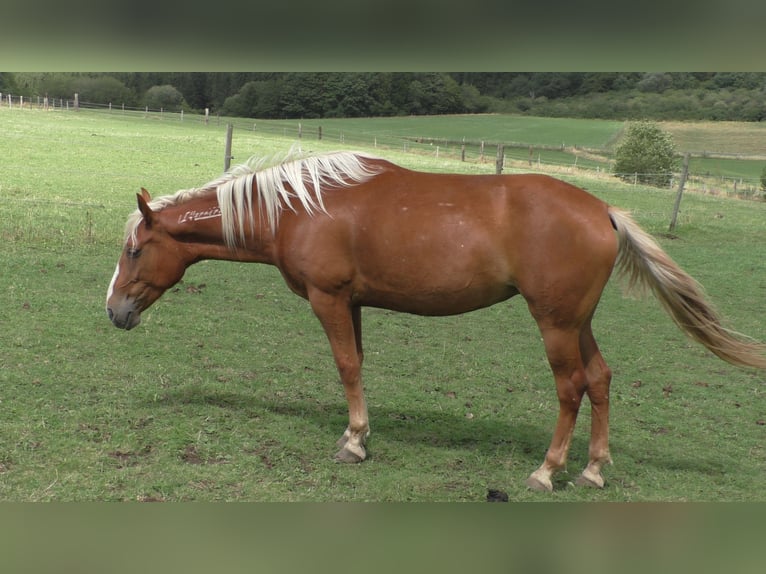 Mustang (american) Mare 11 years 15,1 hh Palomino in Betteldorf