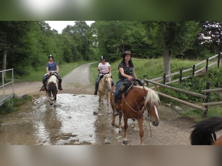 Mustang (american) Mare 11 years 15,1 hh Palomino in Betteldorf