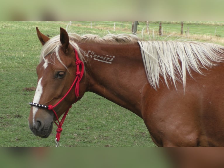 Mustang (american) Mare 11 years 15,1 hh Palomino in Betteldorf