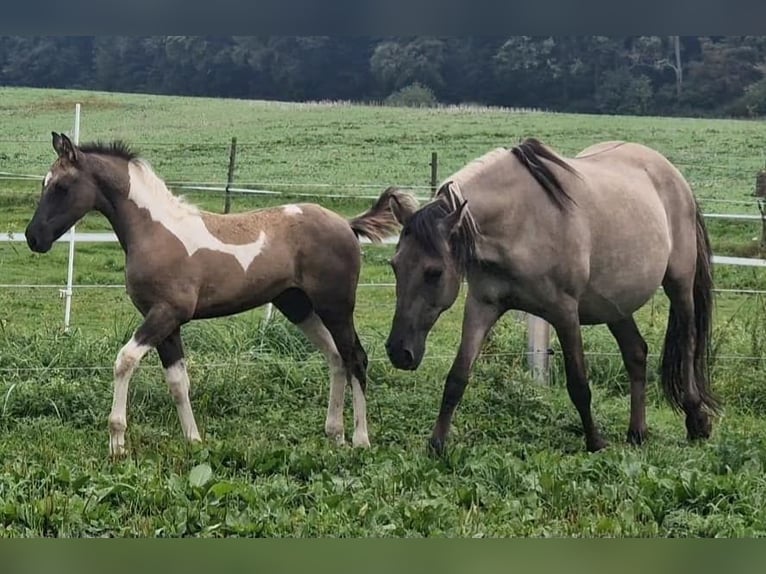 Mustang (american) Mare 12 years 15,1 hh Grullo in Arnsh&#xF6;fen