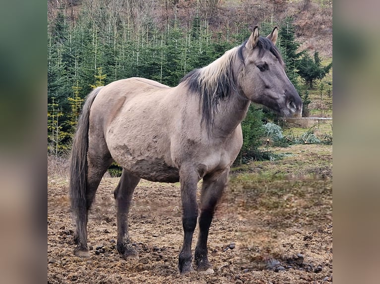 Mustang (american) Mare 12 years 15,1 hh Grullo in Arnsh&#xF6;fen