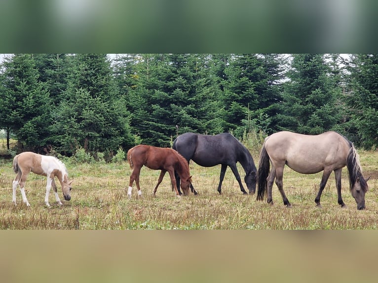 Mustang (american) Mare 12 years 15,1 hh Grullo in Arnsh&#xF6;fen