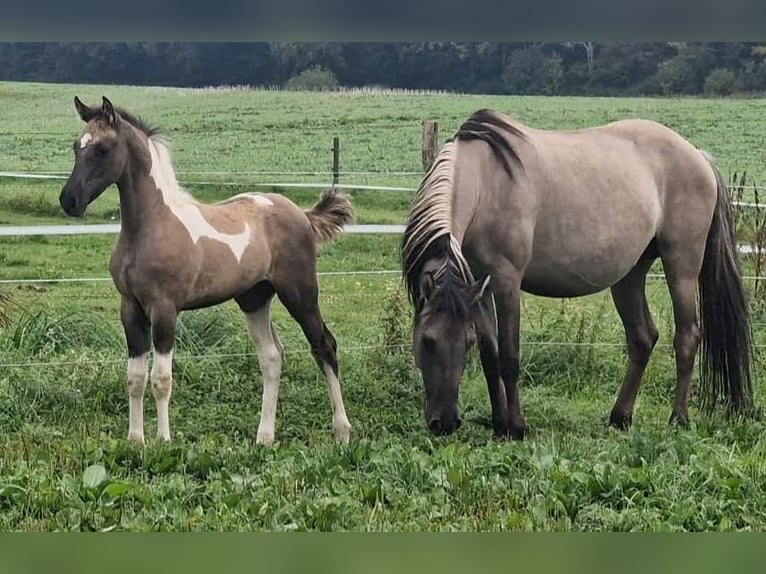 Mustang (american) Mare 12 years 15,1 hh Grullo in Arnsh&#xF6;fen