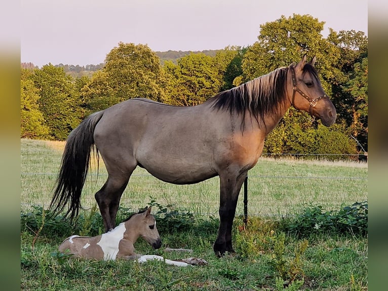 Mustang (american) Mare 12 years 15,1 hh Grullo in Arnsh&#xF6;fen