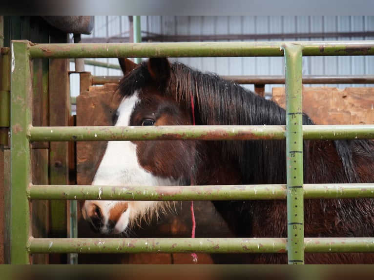 Mustang (american) Mare 13 years 14,3 hh Pinto in Wedemark