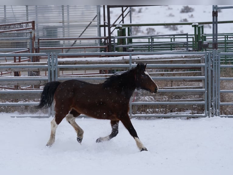 Mustang (american) Mare 13 years 14,3 hh Pinto in Wedemark