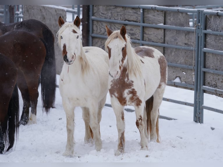 Mustang (american) Mare 14 years 14,1 hh Tovero-all-colors in Rietberg