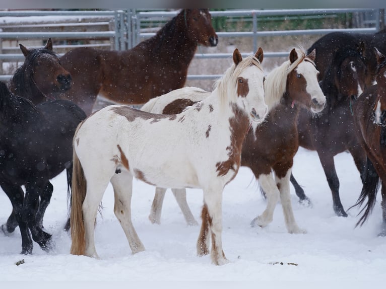 Mustang (american) Mare 14 years 14,1 hh Tovero-all-colors in Rietberg