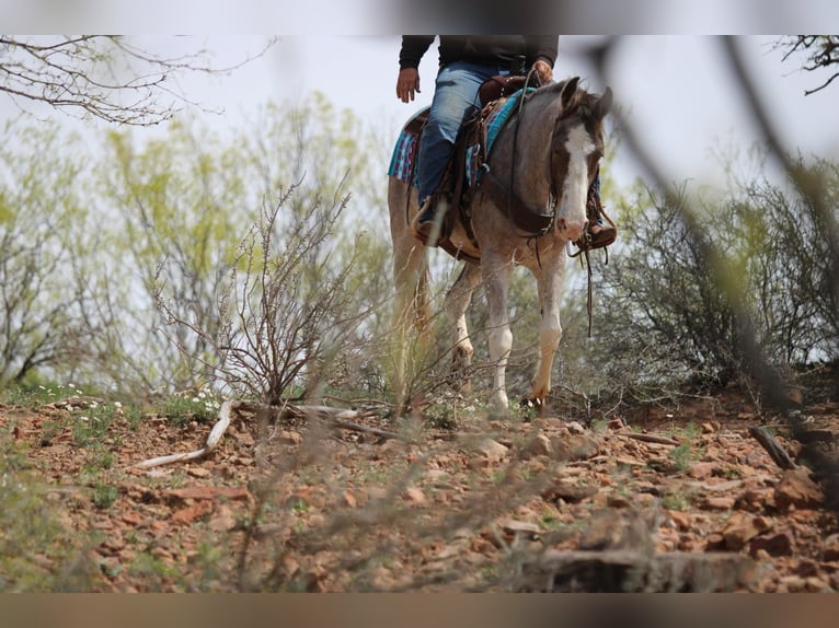 Mustang (american) Mare 14 years 15 hh Roan-Bay in Stephenville TX