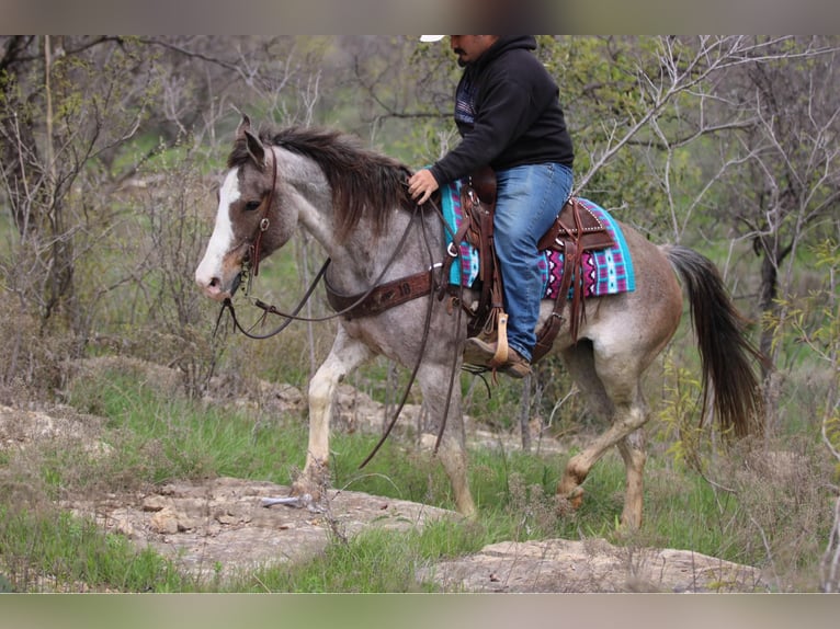 Mustang (american) Mare 14 years 15 hh Roan-Bay in Stephenville TX