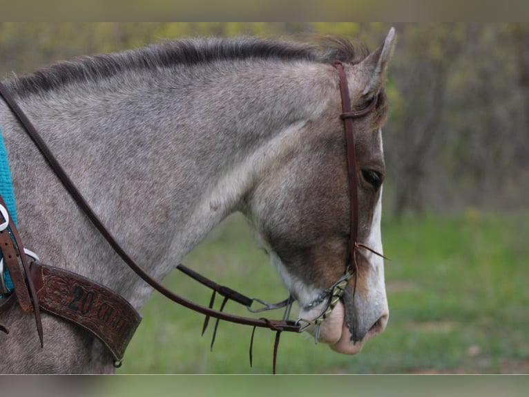 Mustang (american) Mare 14 years 15 hh Roan-Bay in Stephenville TX