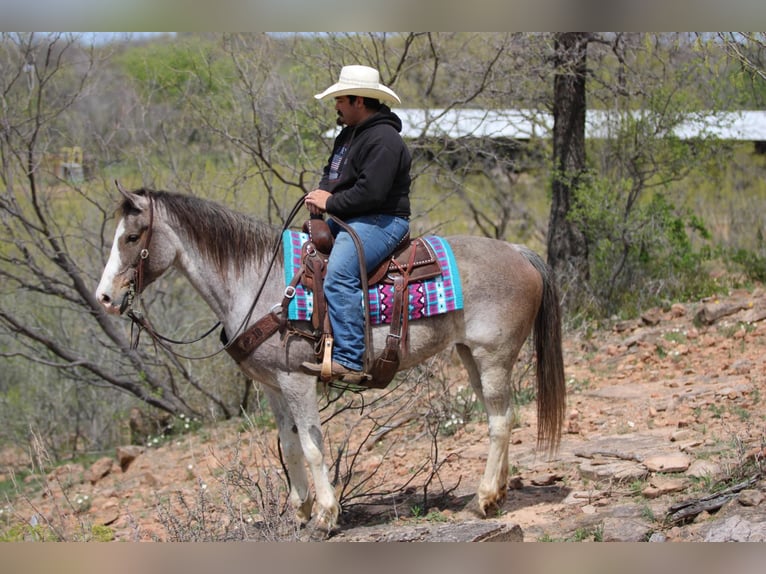 Mustang (american) Mare 14 years 15 hh Roan-Bay in Stephenville TX