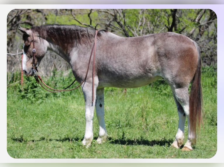 Mustang (american) Mare 14 years 15 hh Roan-Bay in Stephenville TX