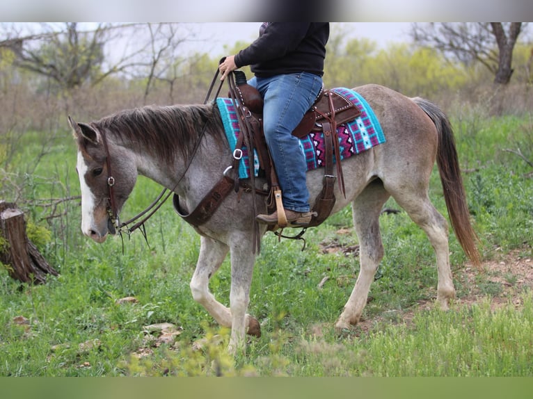 Mustang (american) Mare 14 years 15 hh Roan-Bay in Stephenville TX