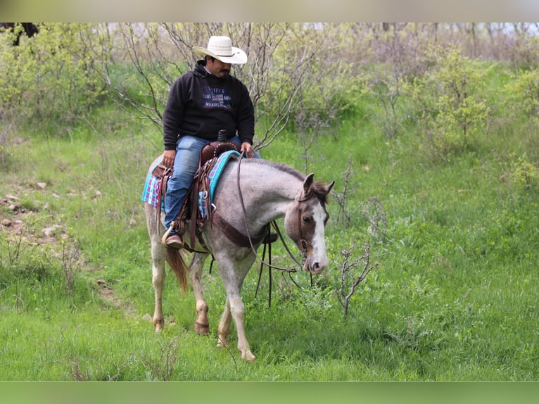 Mustang (american) Mare 14 years 15 hh Roan-Bay in Stephenville TX