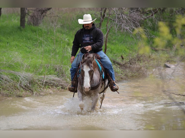 Mustang (american) Mare 14 years 15 hh Roan-Bay in Stephenville TX