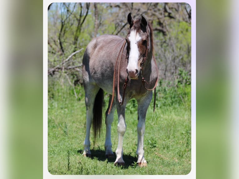 Mustang (american) Mare 14 years 15 hh Roan-Bay in Stephenville TX