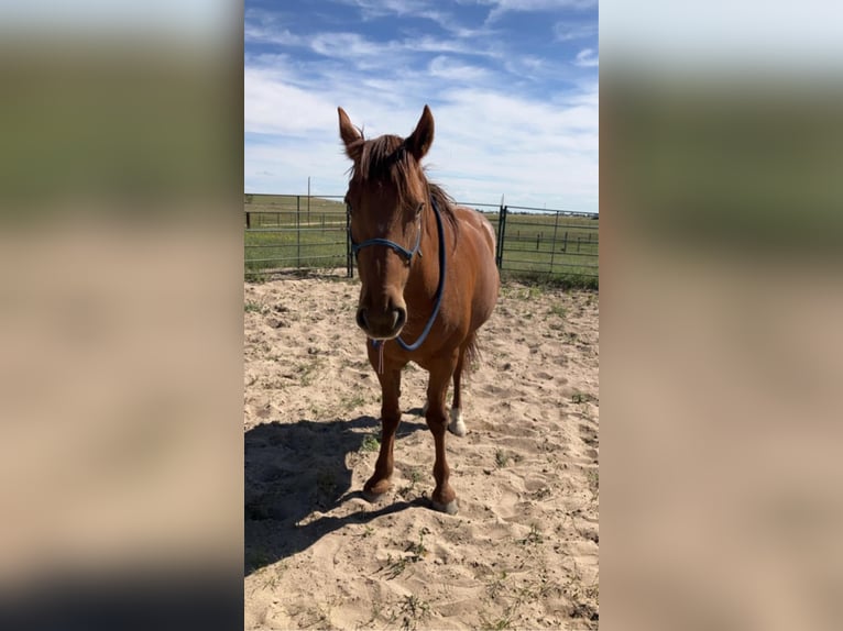 Mustang (american) Mare 14 years 15 hh Sorrel in Peyton