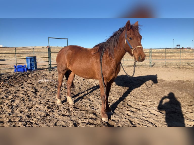 Mustang (american) Mare 14 years 15 hh Sorrel in Peyton