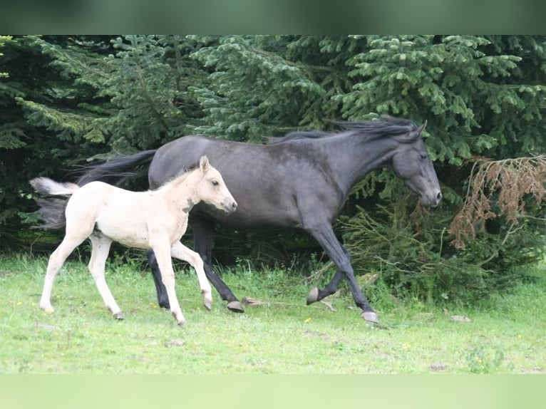 Mustang (american) Mare 16 years 14,3 hh Black in Z&#xFC;rbach