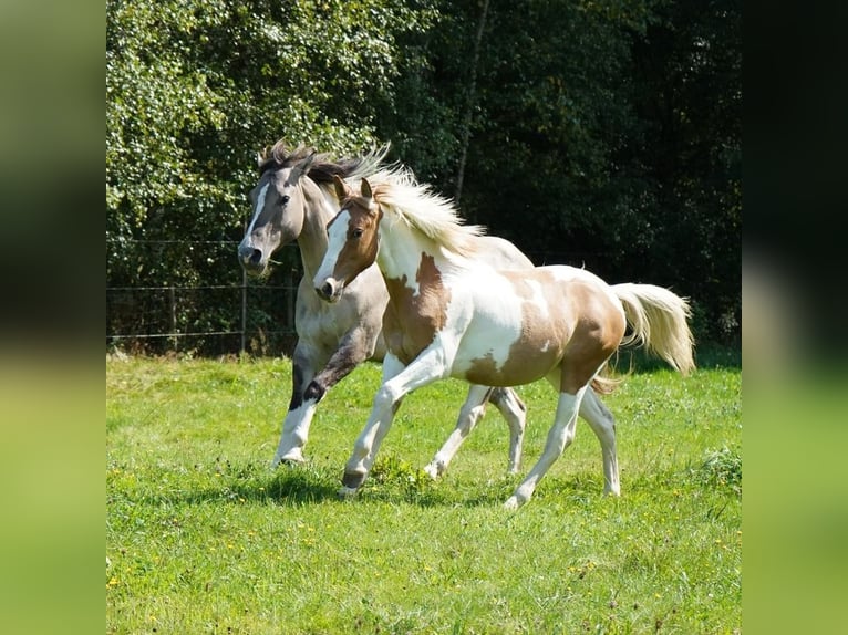 Mustang (american) Mare 1 year 14,1 hh Tovero-all-colors in Taunusstein