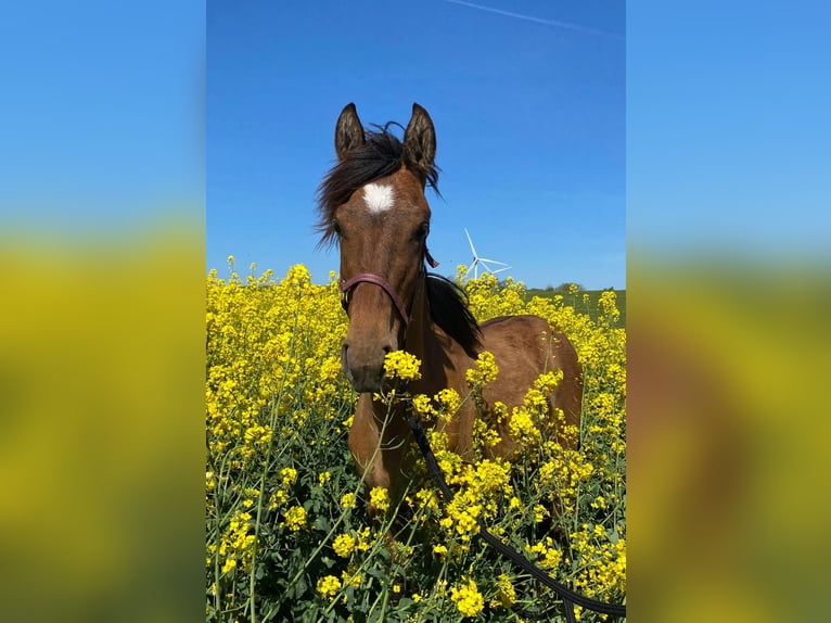 Mustang (american) Mare 1 year 14,2 hh Pearl in Kalkar