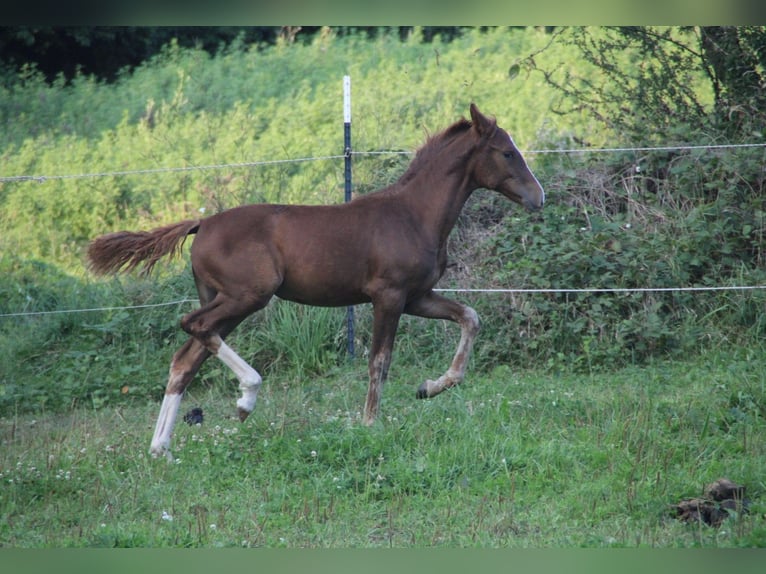 Mustang (american) Mare 1 year 14,3 hh Chestnut in Einbeck