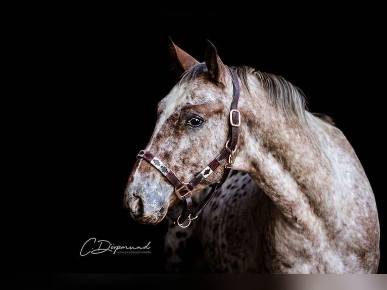 Mustang (american) Mare 1 year 14,3 hh Chestnut in Einbeck