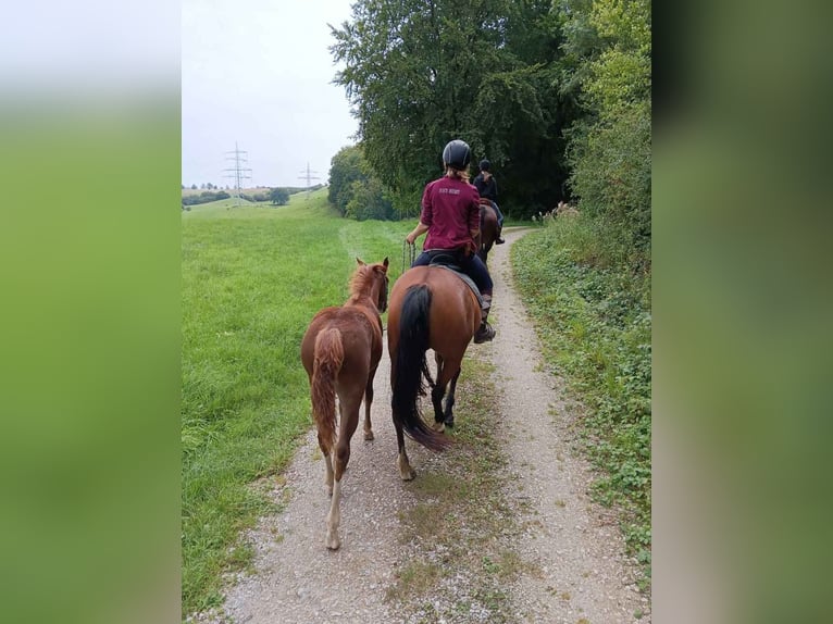 Mustang (american) Mare 1 year 14,3 hh Chestnut in Einbeck