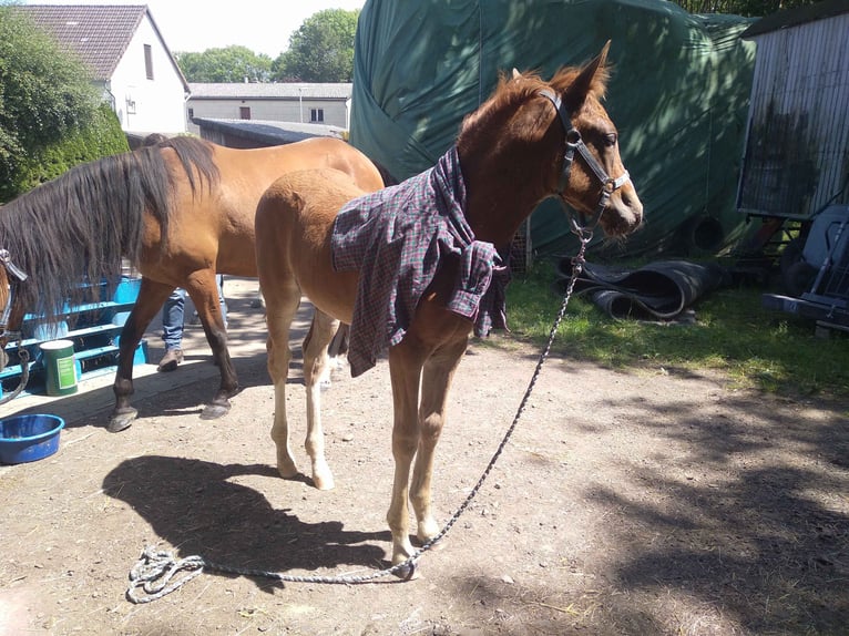 Mustang (american) Mare 1 year 14,3 hh Chestnut in Einbeck