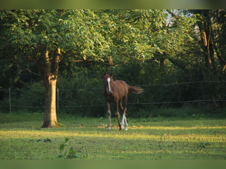 Mustang (american) Mare 1 year 14,3 hh Chestnut in Einbeck