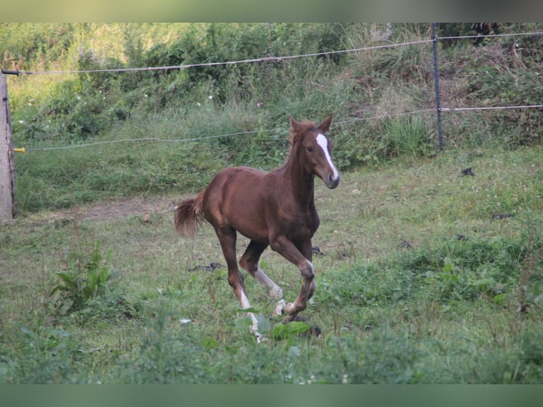 Mustang (american) Mare 1 year 14,3 hh Chestnut in Einbeck