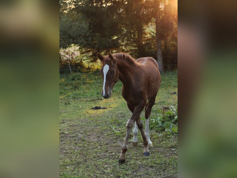 Mustang (american) Mare 1 year 14,3 hh Chestnut in Einbeck