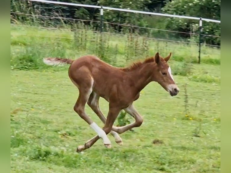 Mustang (american) Mare 1 year 15,1 hh Chestnut in Maxsain