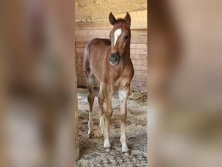 Mustang (american) Mare 1 year 15,1 hh Chestnut in Maxsain