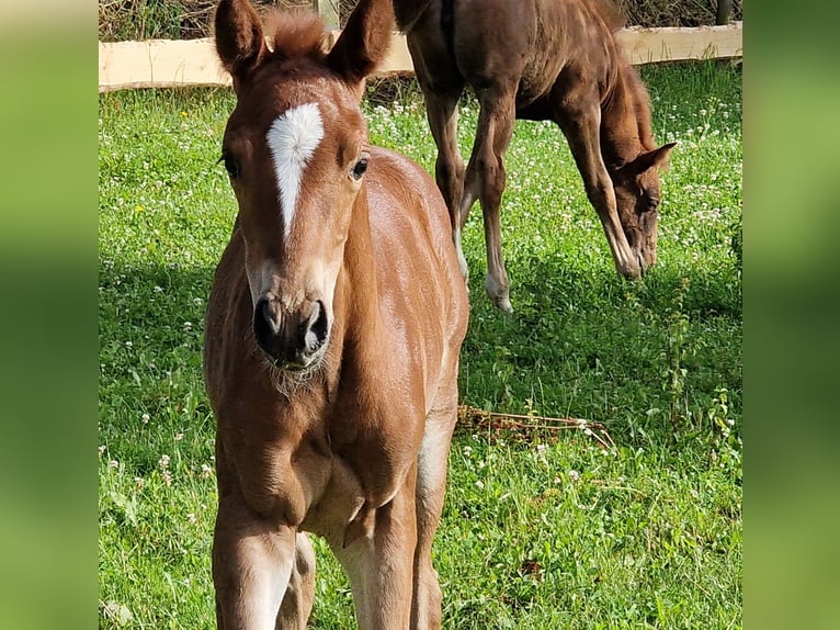 Mustang (american) Mare 1 year 15,1 hh Chestnut in Maxsain