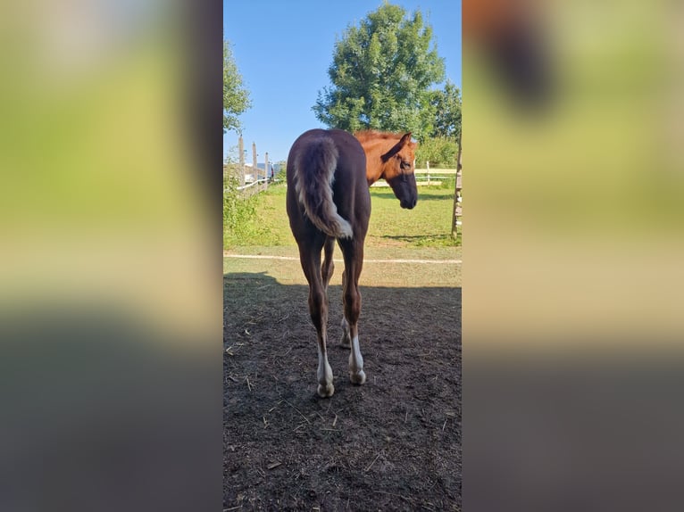 Mustang (american) Mare 1 year 15,1 hh Chestnut in Maxsain