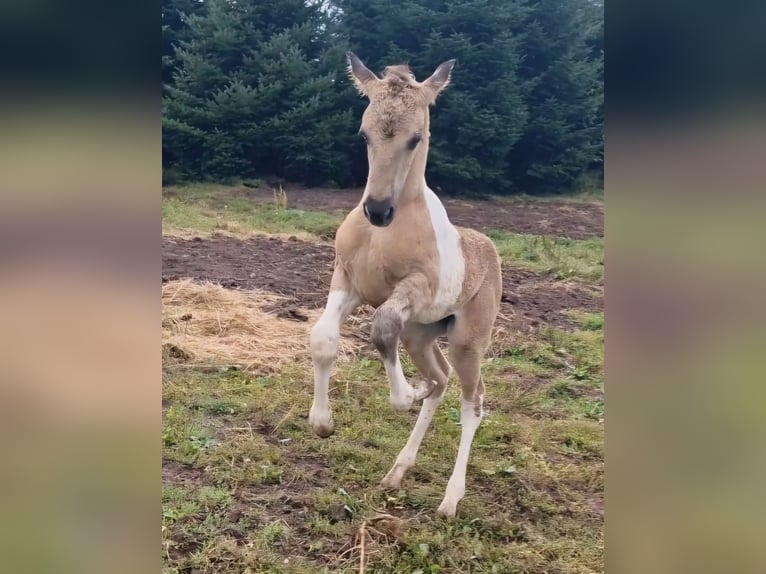 Mustang (american) Mare 1 year 15,1 hh Grullo in Maxsain