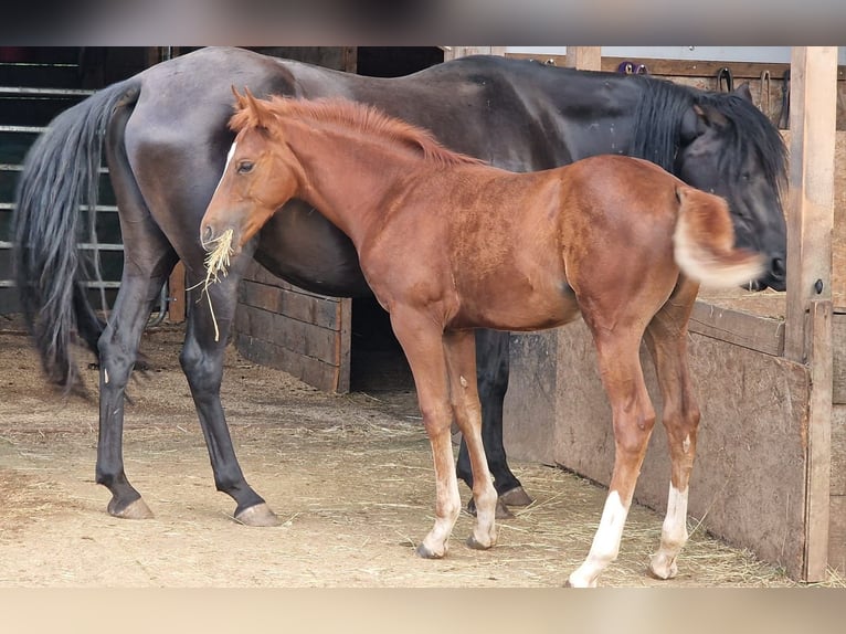 Mustang (american) Mare 1 year 15 hh Chestnut in Maxsain