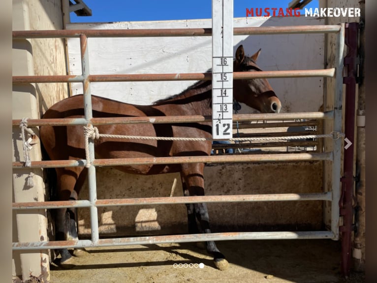 Mustang (american) Mare 2 years 14,1 hh Brown in Taunusstein