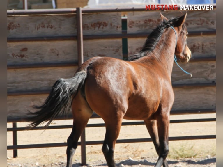 Mustang (american) Mare 2 years 14,1 hh Brown in Taunusstein