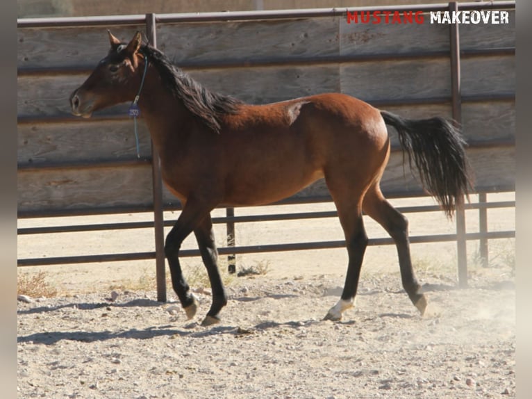 Mustang (american) Mare 2 years 14,1 hh Brown in Taunusstein