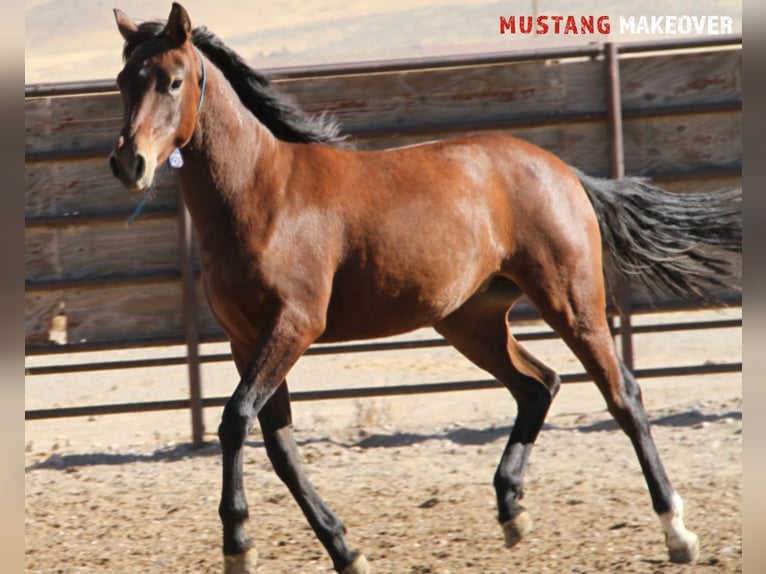 Mustang (american) Mare 2 years 14,1 hh Brown in Taunusstein