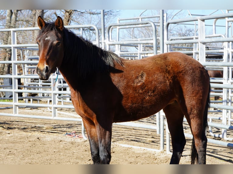 Mustang (american) Mare 2 years 14,1 hh Brown in USA