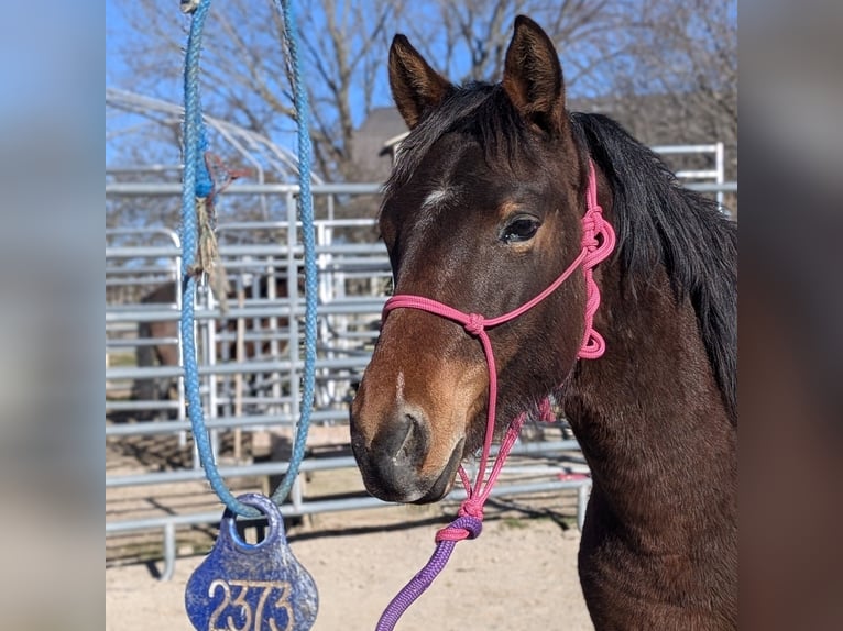 Mustang (american) Mare 2 years 14,1 hh Brown in USA