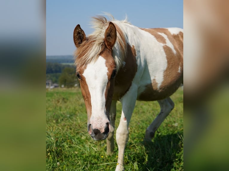 Mustang (american) Mare 2 years 14,1 hh Tovero-all-colors in Taunusstein